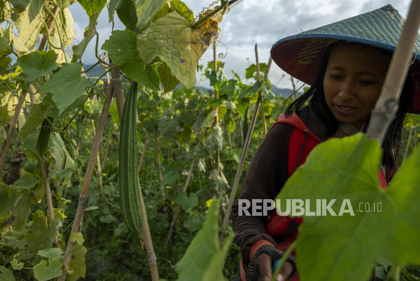 Pemda di Sulteng Diharapkan Lindungi Petani Dalam BPJAMSOSTEK